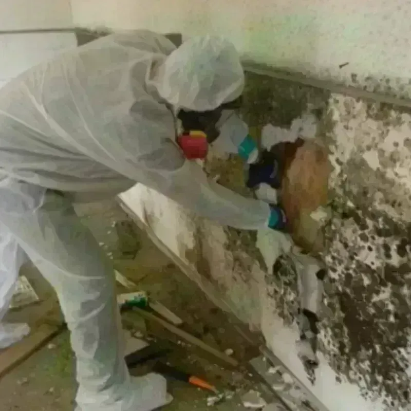 Mold Remediation and Removal in Mayfield, KY